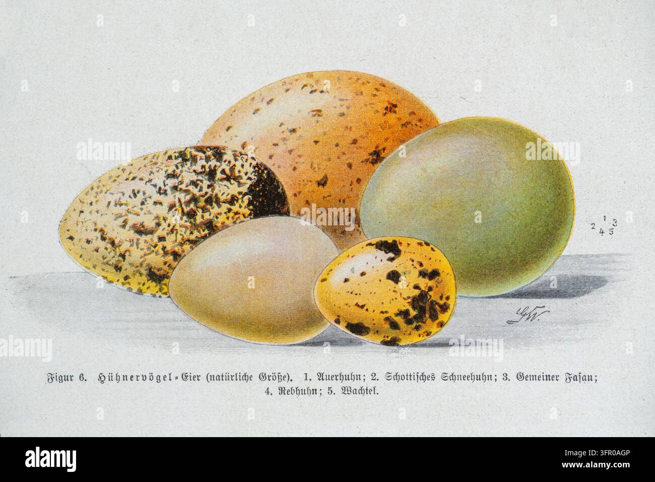Cinq œufs d’oiseaux de gibier à taille naturelle – Grand Tétras, Gélinotte, Faisan, Perdrix et Caille tirés d’une illustration ornithologique du XIXe siècle Banque D'Images