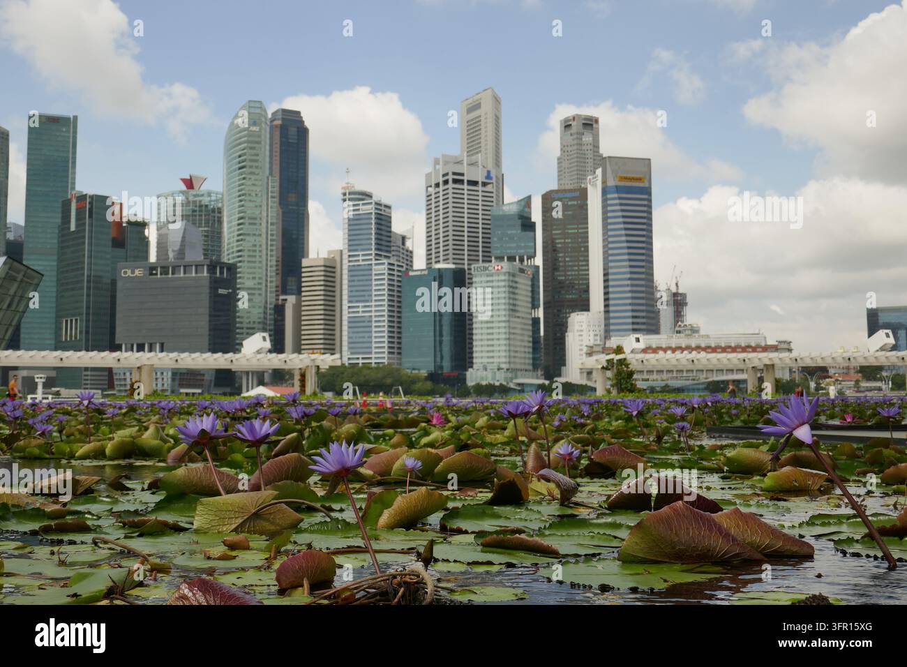 Nymphaea nouchali (Nymphaea nouchali) en fleurs dans un étang sous la ligne d'horizon urbaine, Singapour, janvier 2019 Banque D'Images