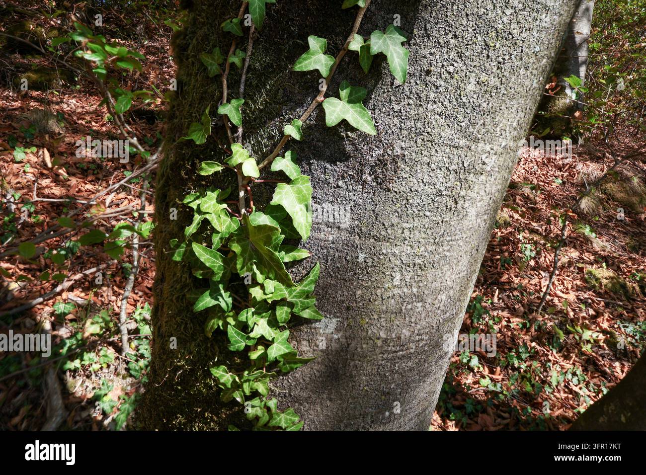 Hiedra commune grimpant le tronc lisse et gris d'un hêtre européen près de Salzbourg, Autriche (Hedera helix) Banque D'Images