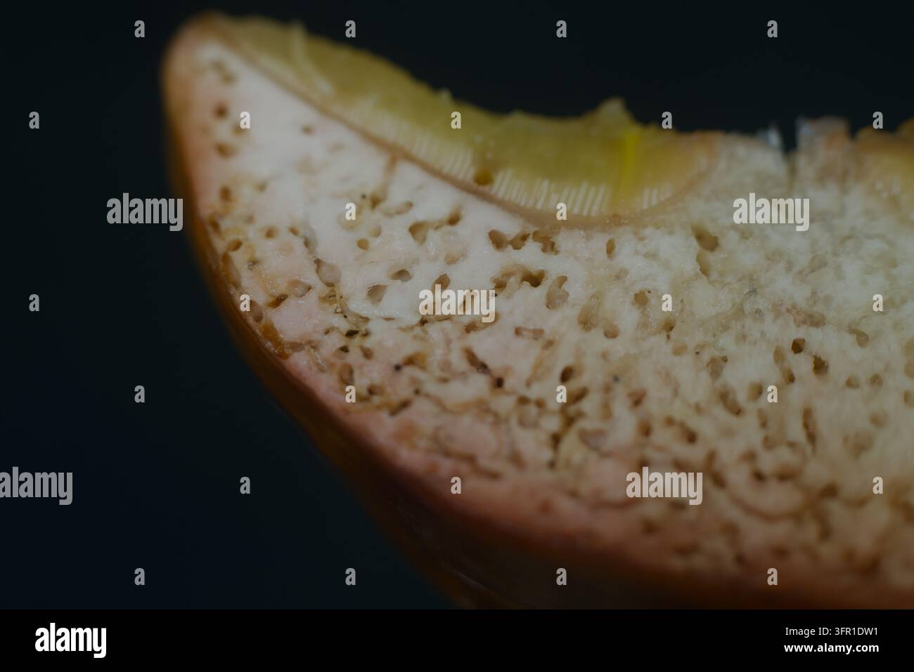 Détail en gros plan extrême d'un fruit coupé montrant une texture interne spongieuse et poreuse avec de petits trous. Banque D'Images
