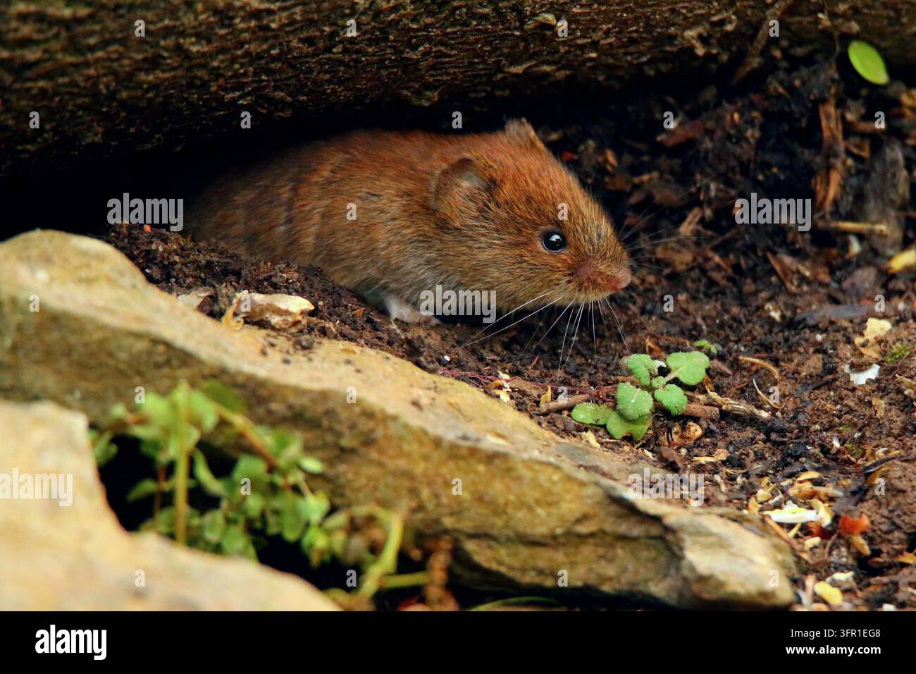 Campagnole bancaire (Clethrionomys glareolus) dans les Mendip Hills, Somerset, décembre 2022 Banque D'Images