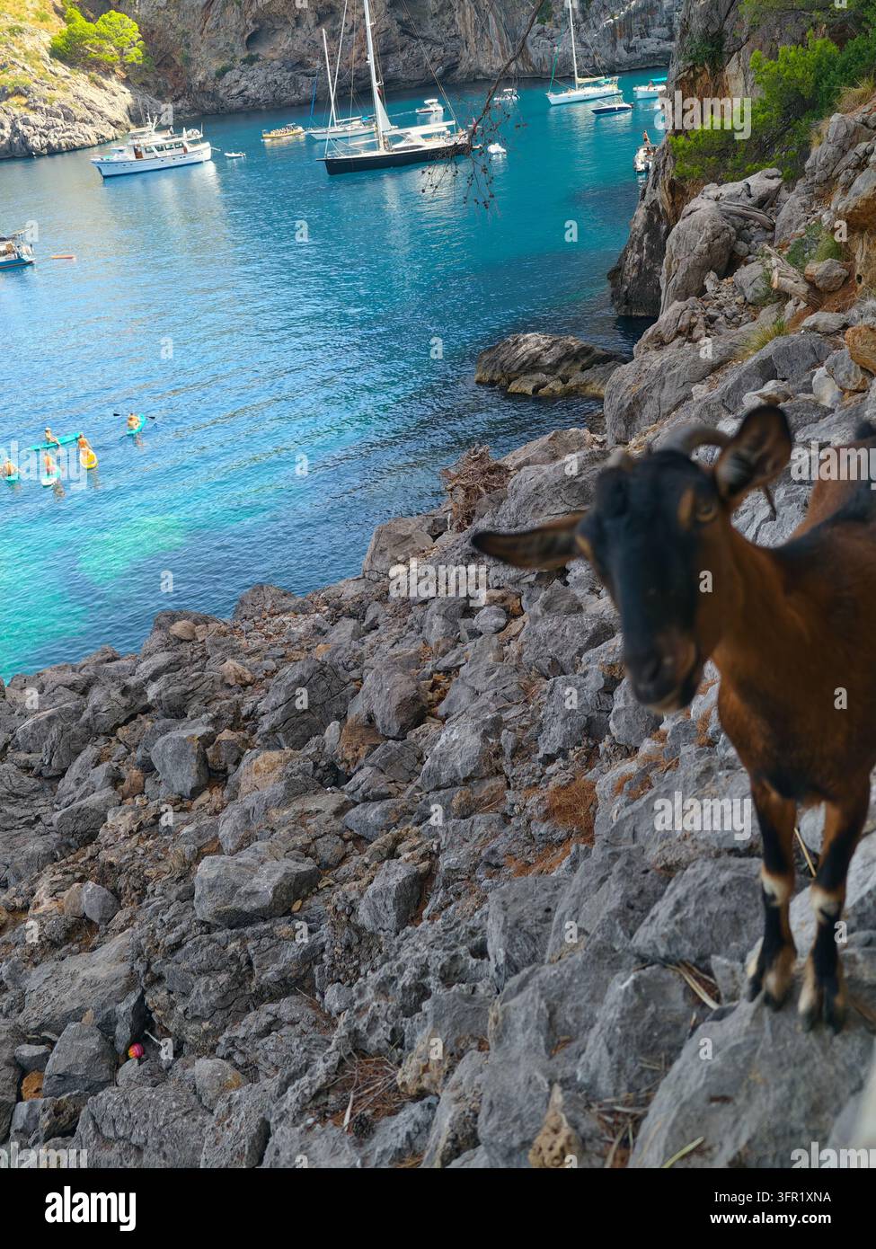 Une chèvre de montagne curieuse se tient sur des rochers gris et escarpés surplombant une baie turquoise vibrante à Escorca, en Espagne. Les eaux claires sont parsemées de divers bo Banque D'Images