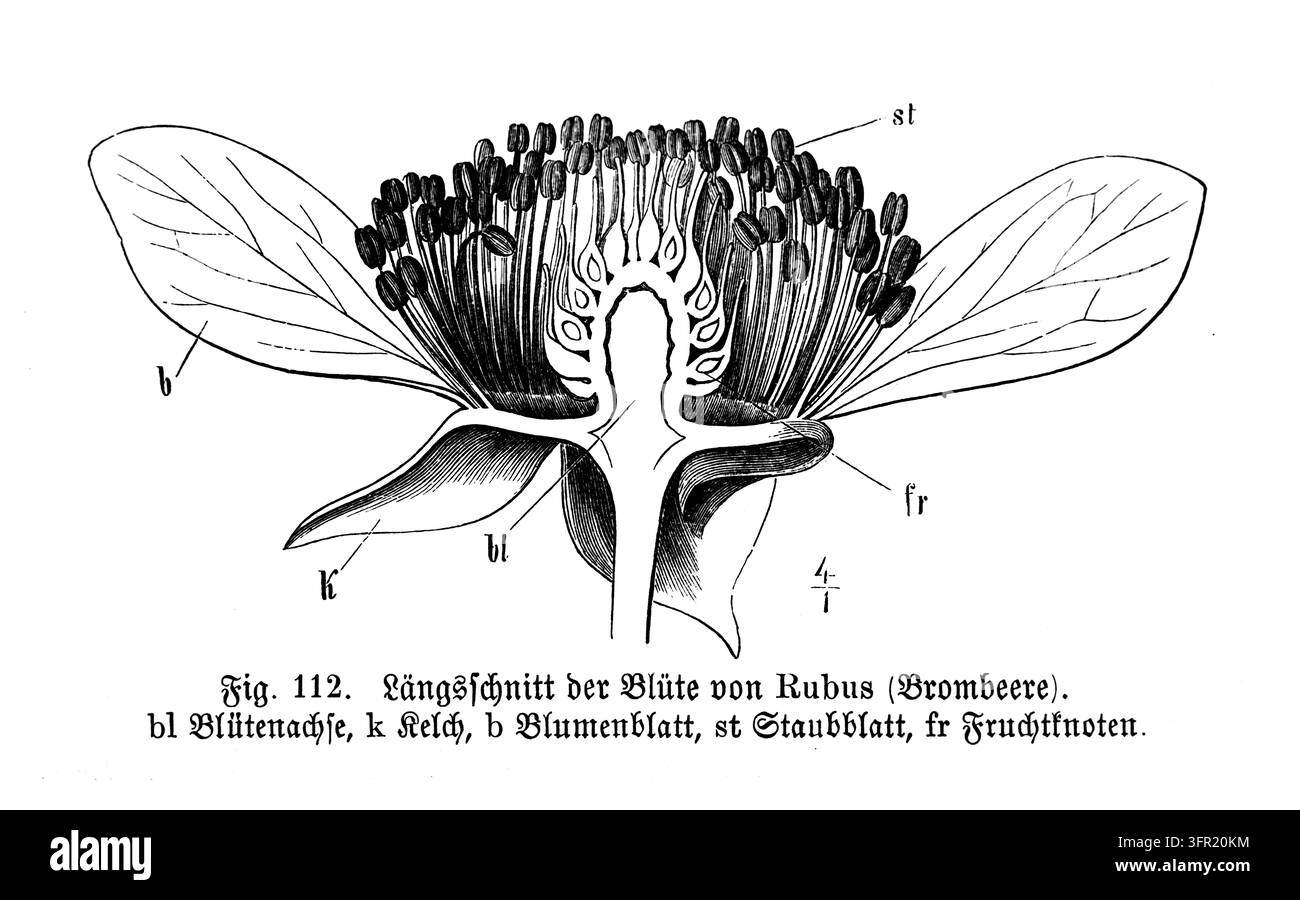 Section transversale de la fleur de Rubus Blackberry, étude détaillée de l'anatomie botanique, fond blanc, gravure du XIXe siècle. Banque D'Images
