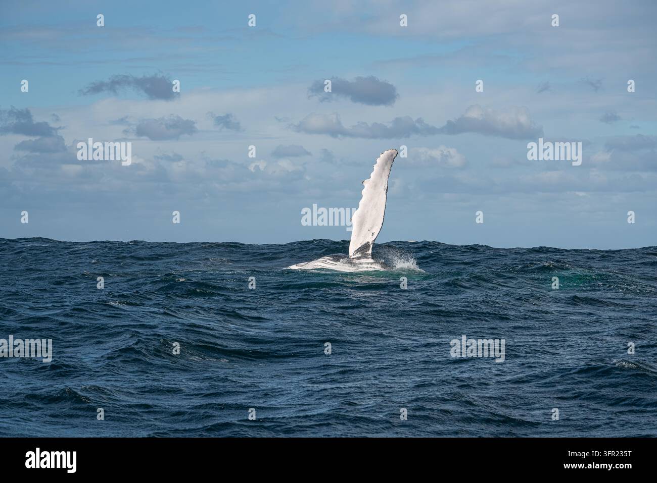 Face blanche d'une nageoire pectorale de baleine à bosse surélevée au-dessus des vagues Banque D'Images