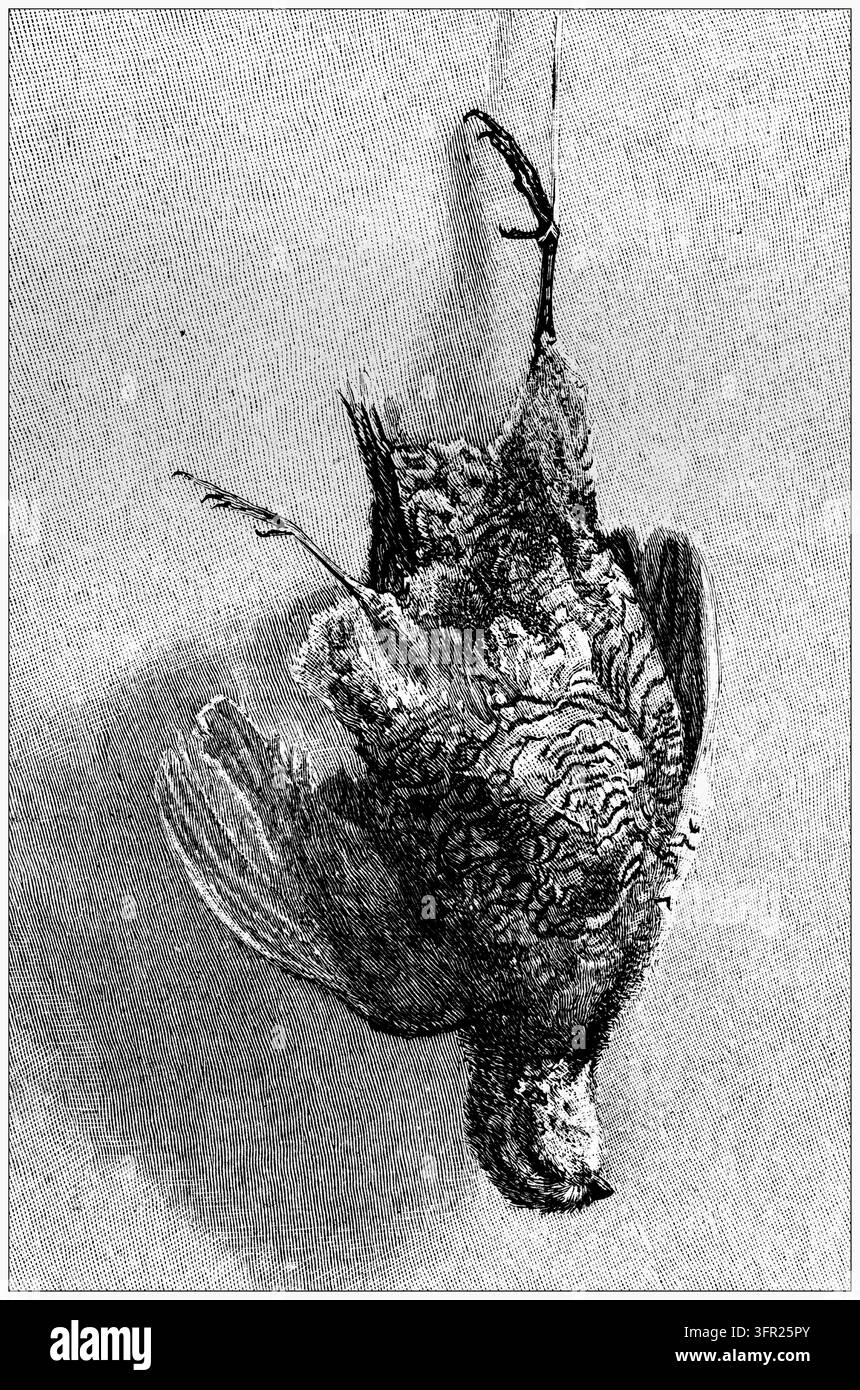 Oiseau de gibier mort suspendu à l'envers, nature morte trophée de chasse, fond blanc, gravure du 19e siècle. Banque D'Images