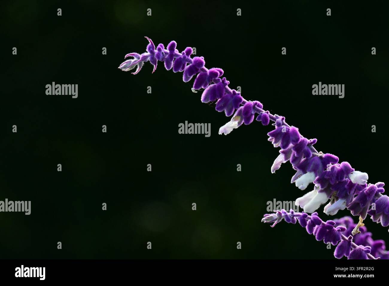 Fleurs de sauge buissonnante mexicaine (Salvia leucantha). Lamiaceae Salvia. Banque D'Images