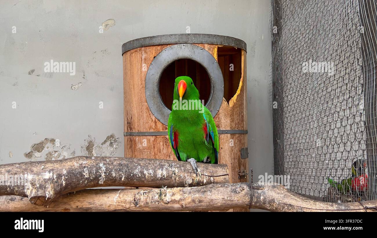 Perroquets Éclectus Moluques Eclectus roratus dans leur habitat naturel Banque D'Images