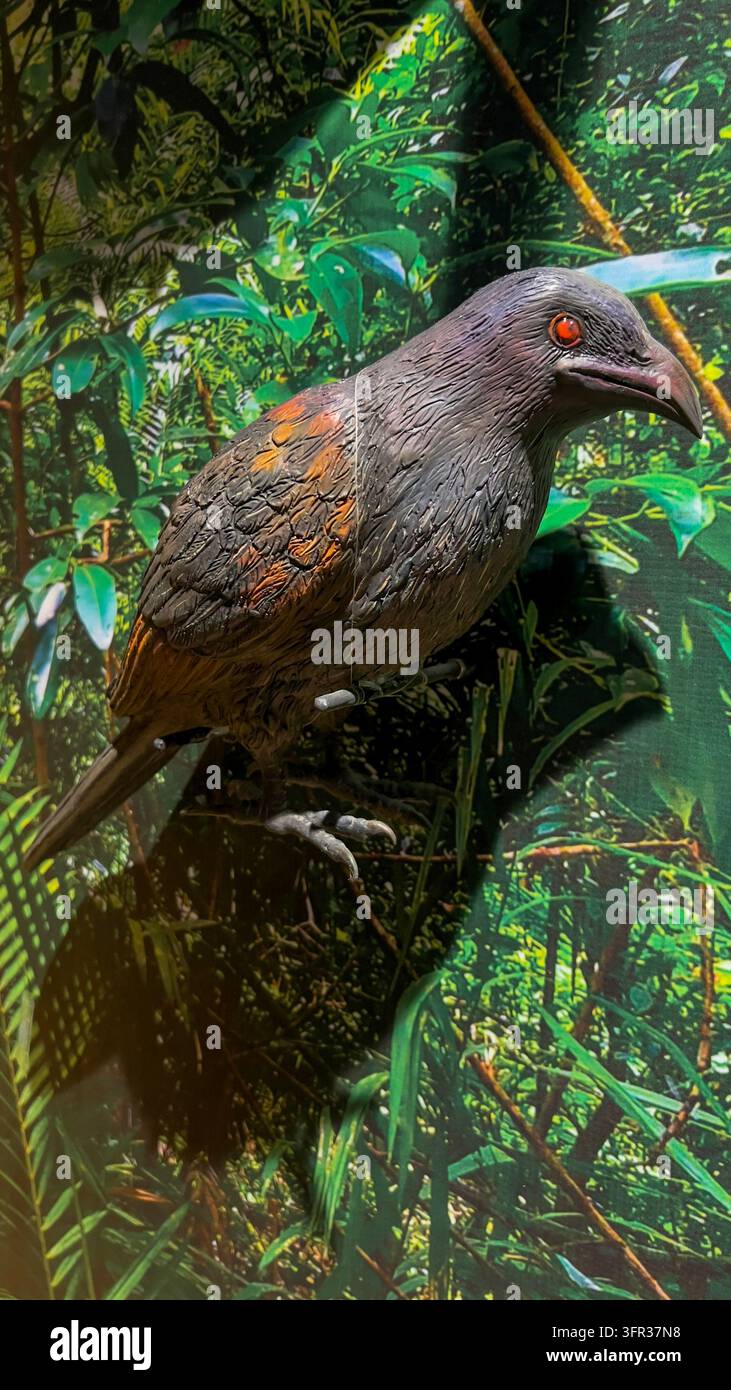 Modèle d'oiseau Coucal de Sunda représentant Centropus nigrorufus, convenant pour la référence sur la faune, les collections zoologiques, l'identification des espèces Banque D'Images
