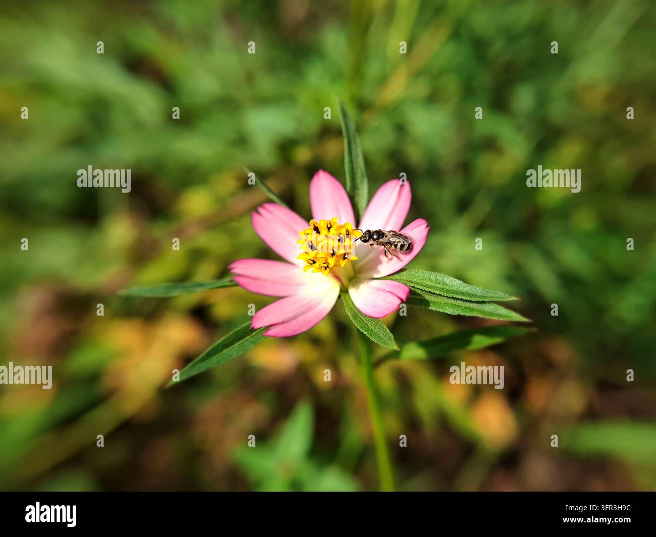 Petite abeille collectant du nectar sur une fleur de cosmos caudatus rose, une belle photographie macro de la nature capturant la pollinisation des insectes dans un jardin éclatant Banque D'Images