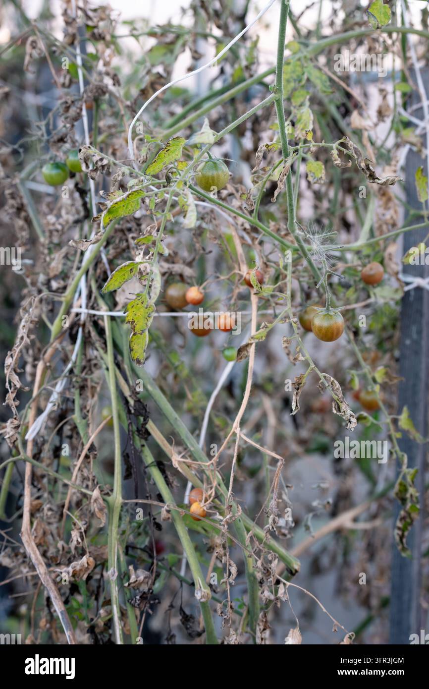 Tomates cerises de fin de saison restant sur des vignes séchées dans le jardin d'automne Banque D'Images
