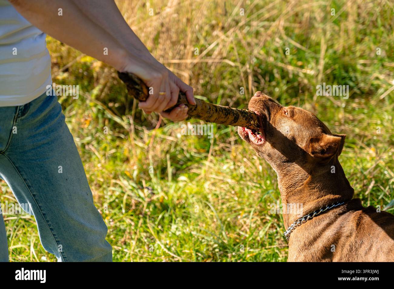 Animal de compagnie marron jouant à la tirette avec les mains du propriétaire en plein air sur un champ d'herbe verte Banque D'Images