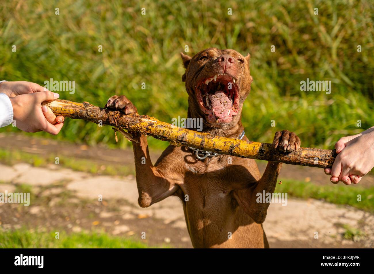 Gros plan d'une puissante mâchoire et dents d'un chien domestique jouant à la guerre des nerfs en plein air Banque D'Images