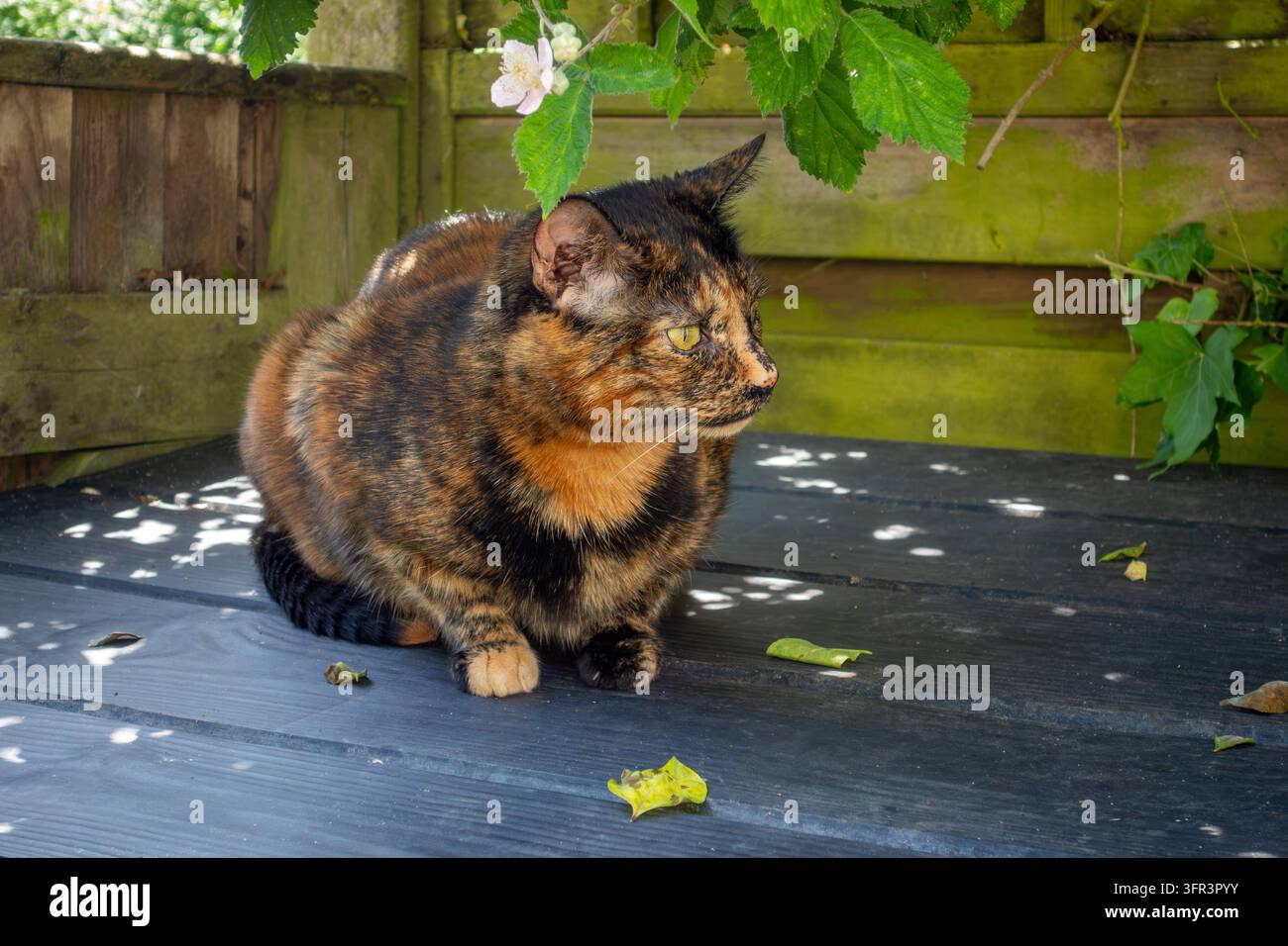 Un chat tortue se prélasse au soleil chaud, observant tranquillement les oiseaux voltiger au loin Banque D'Images