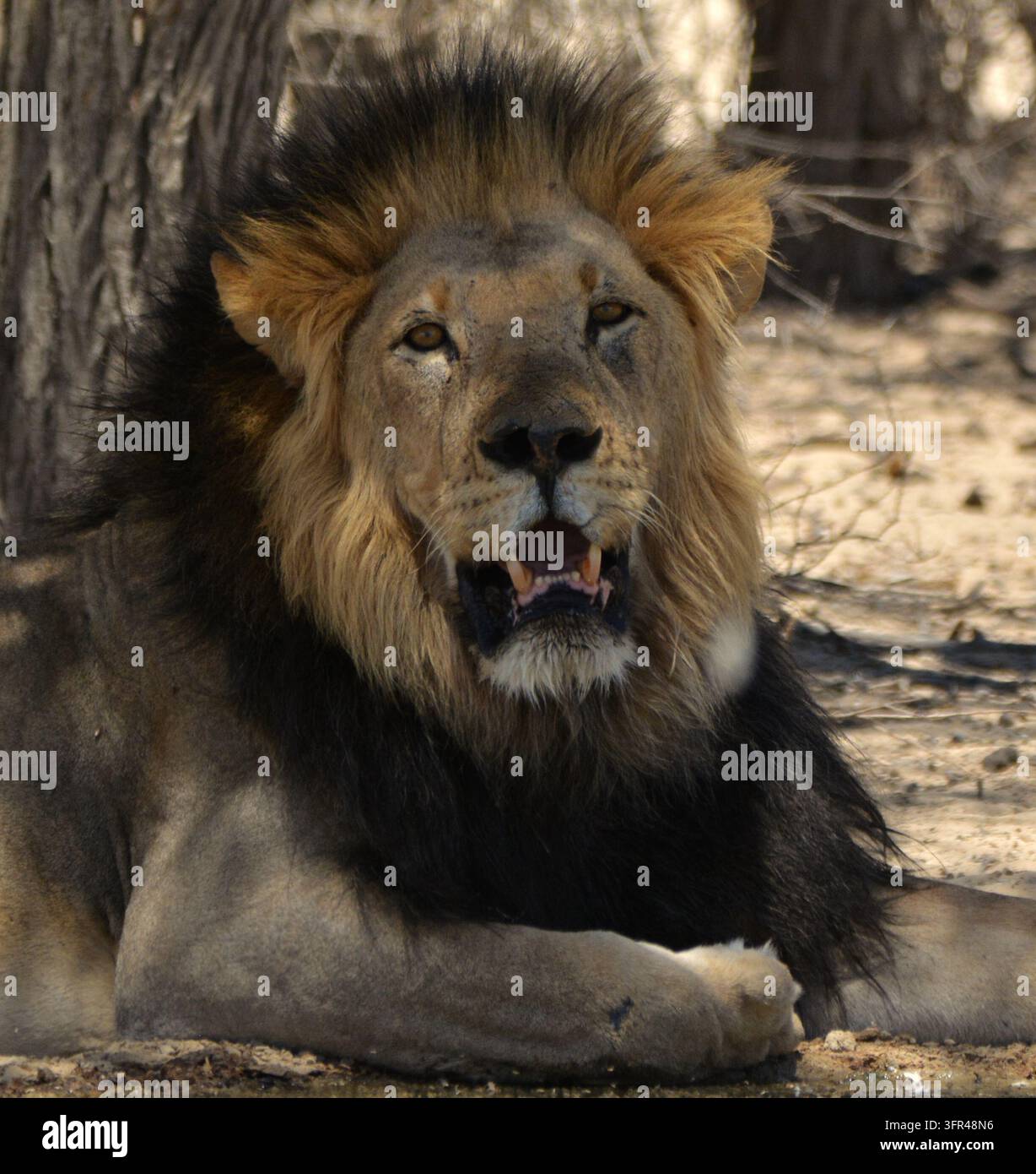 Portrait d'un mâle lion de Kalahari à crinière noire grognant et montrant ses dents Banque D'Images
