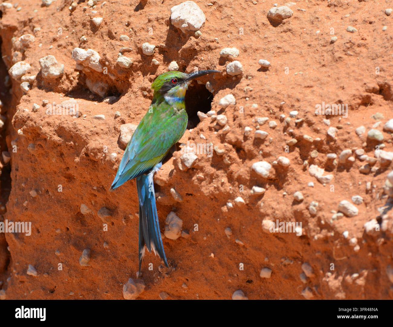 Guêpier à queue fourchue à l'entrée du terrier du nid dans une berge de sable rouge du Kalahari, Kgalagadi Banque D'Images