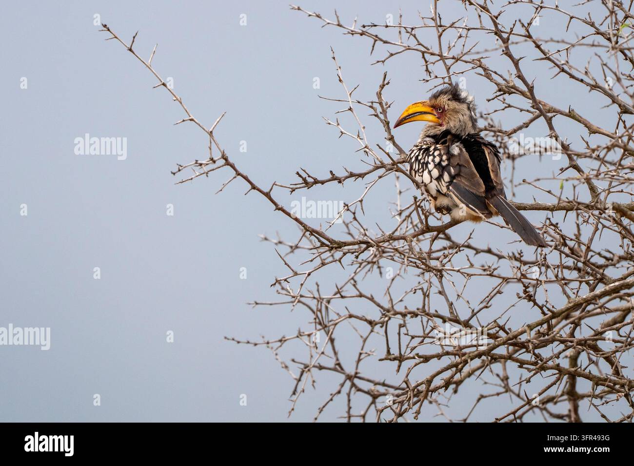 Un calao à bec jaune du sud avec un bec jaune vif est perché parmi des branches épineuses sous un ciel pâle. Banque D'Images