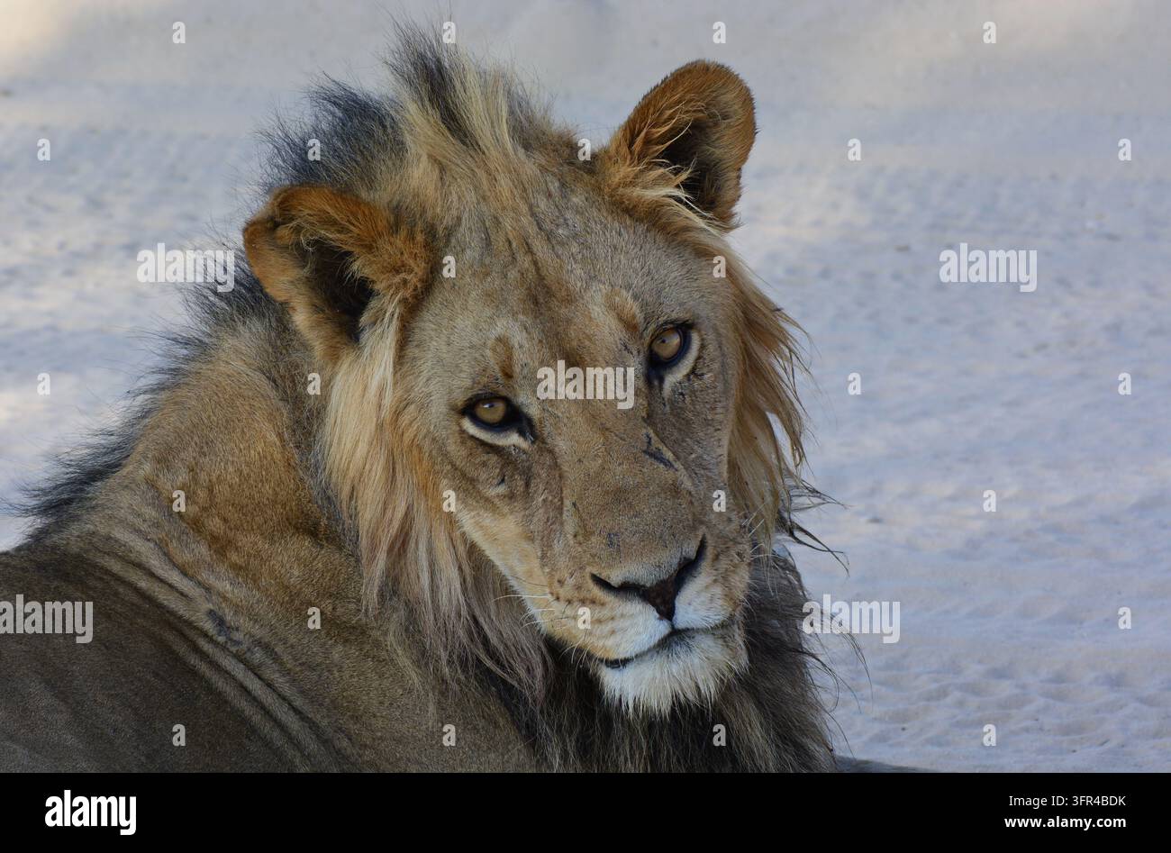Portrait d'un jeune lion mâle du Kalahari reposant sur du sable blanc, Kgalagadi Banque D'Images