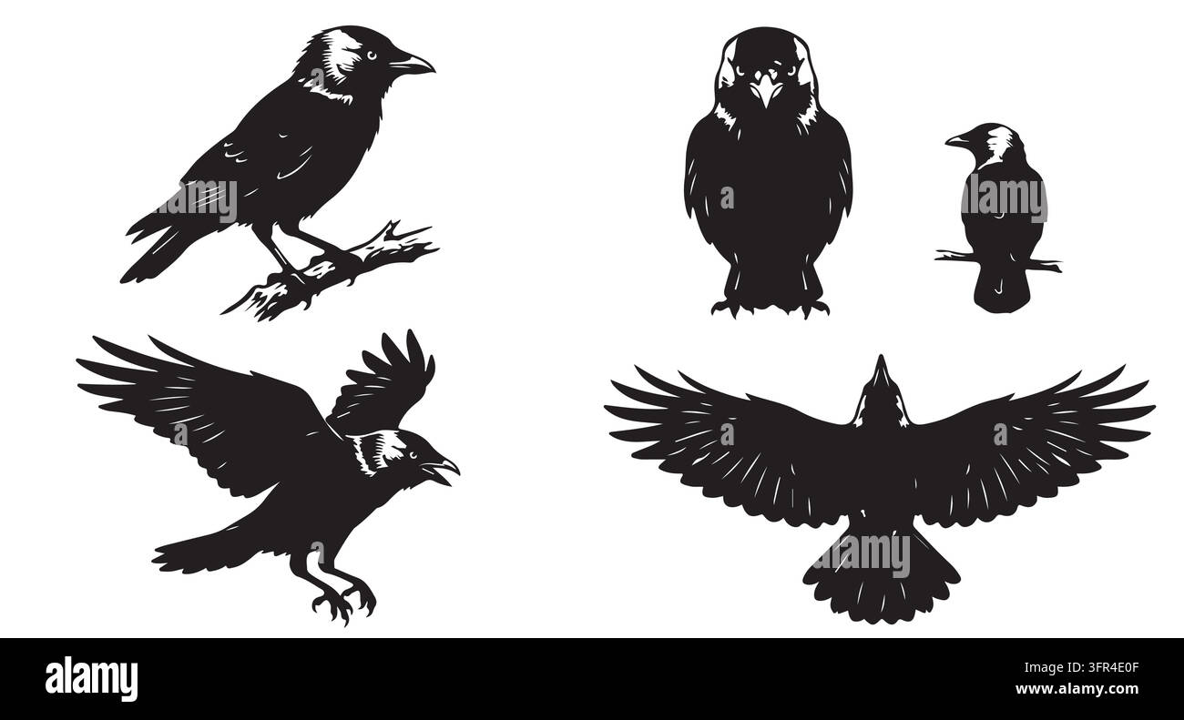 Silhouettes d'oiseaux corbeaux dans diverses positions de vol et de perchoir avec du noir Illustration de Vecteur