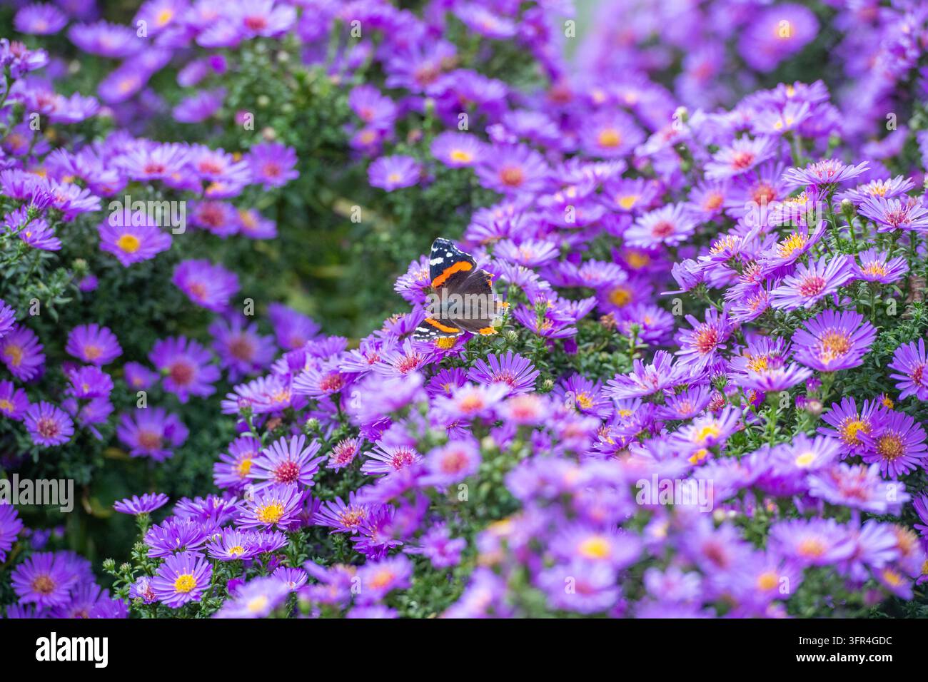 Un papillon admiral rouge vif repose sur un bouquet de fleurs d'aster violettes dans un jardin ensoleillé Banque D'Images