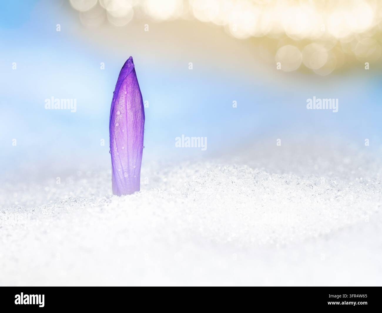 Un seul bouton de crocus violet émerge à travers une couverture de neige fondante au début du printemps. La composition minimaliste contraste avec la fleur violette délicate Banque D'Images