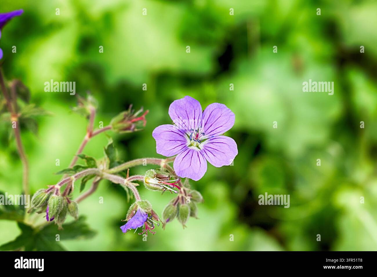 Un gros plan d'une délicate fleur sauvage de grue violette (Geranium sylvaticum) en train de fleurir dans une prairie forestière sur un fond de feuillage vert doux et luxuriant Banque D'Images