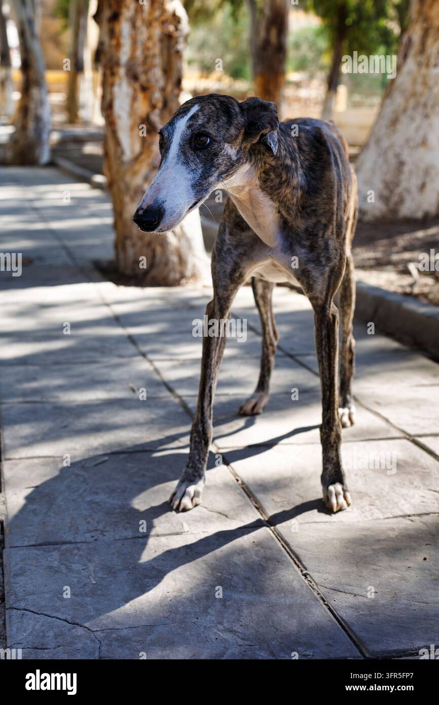 Galgo Espanol, chien de rue, exposé, errant, solitaire, Almeria, Andalousie, Espagne Banque D'Images
