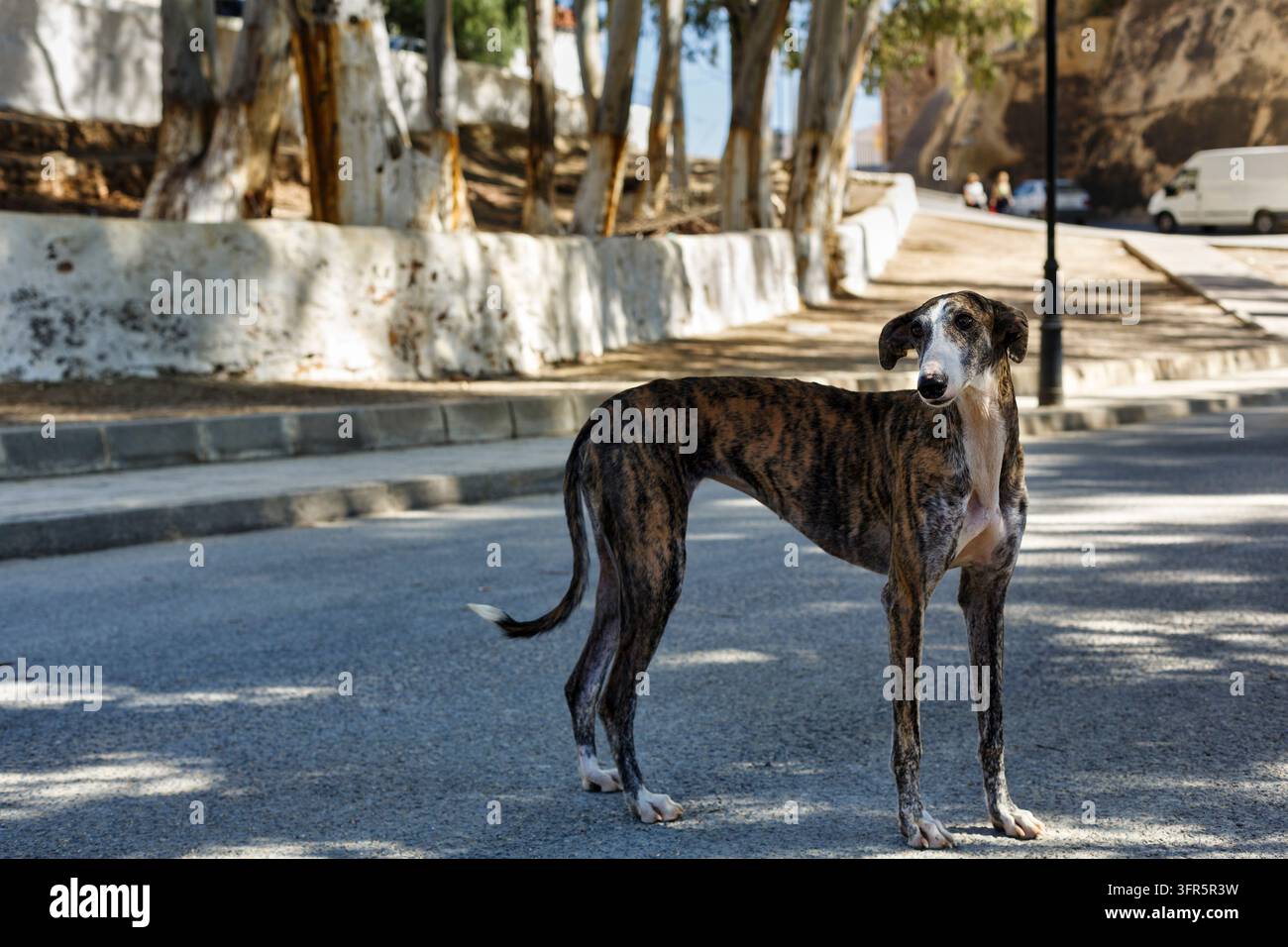 Galgo Espanol, chien de rue, exposé, errant, solitaire, Almeria, Andalousie, Espagne Banque D'Images