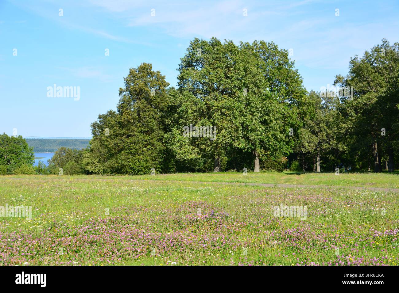 Paysage de prairie vibrante avec des fleurs de trèfle et des chênes sous un ciel bleu Banque D'Images