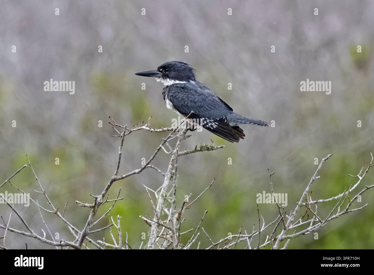 Martin-pêcheur à ceinture posé sur une brindille. Banque D'Images