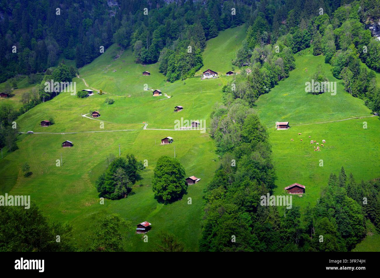 Paysage alpin idyllique avec des chalets en bois dispersés, des prairies verdoyantes et des vaches en pâturage à Lauterbrunnen, en Suisse. Banque D'Images