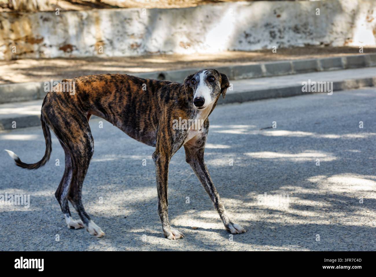 Galgo Espanol, chien de rue, exposé, errant, solitaire, Almeria, Andalousie, Espagne Banque D'Images
