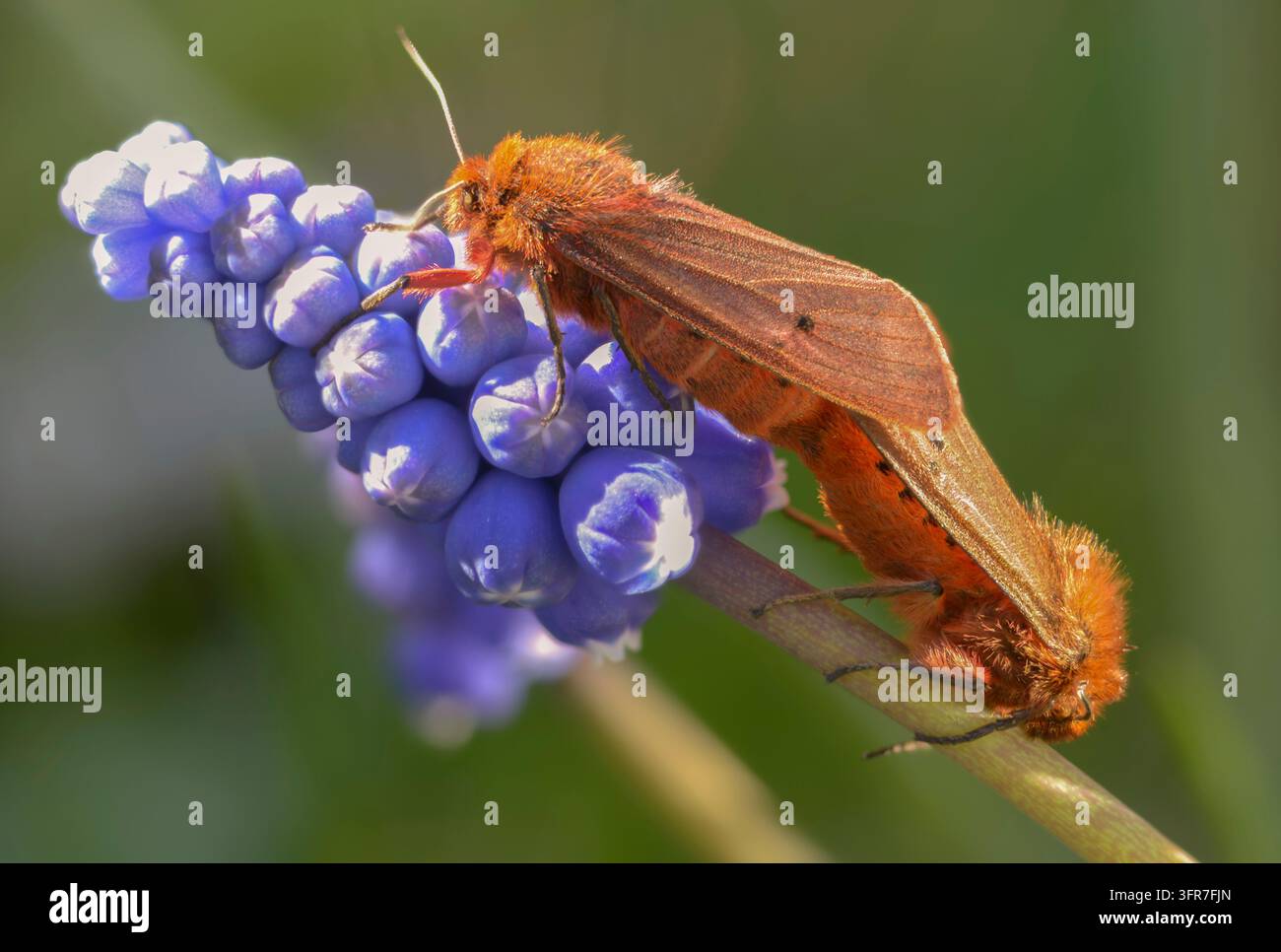 Phragmatobia fuliginosa, ours roux, aile rouillée, ours à ailes rougies, ours cannelle, insectes, papillons de nuit, papillons de nuit, papillons de nuit, tigres rubis, papillons Banque D'Images