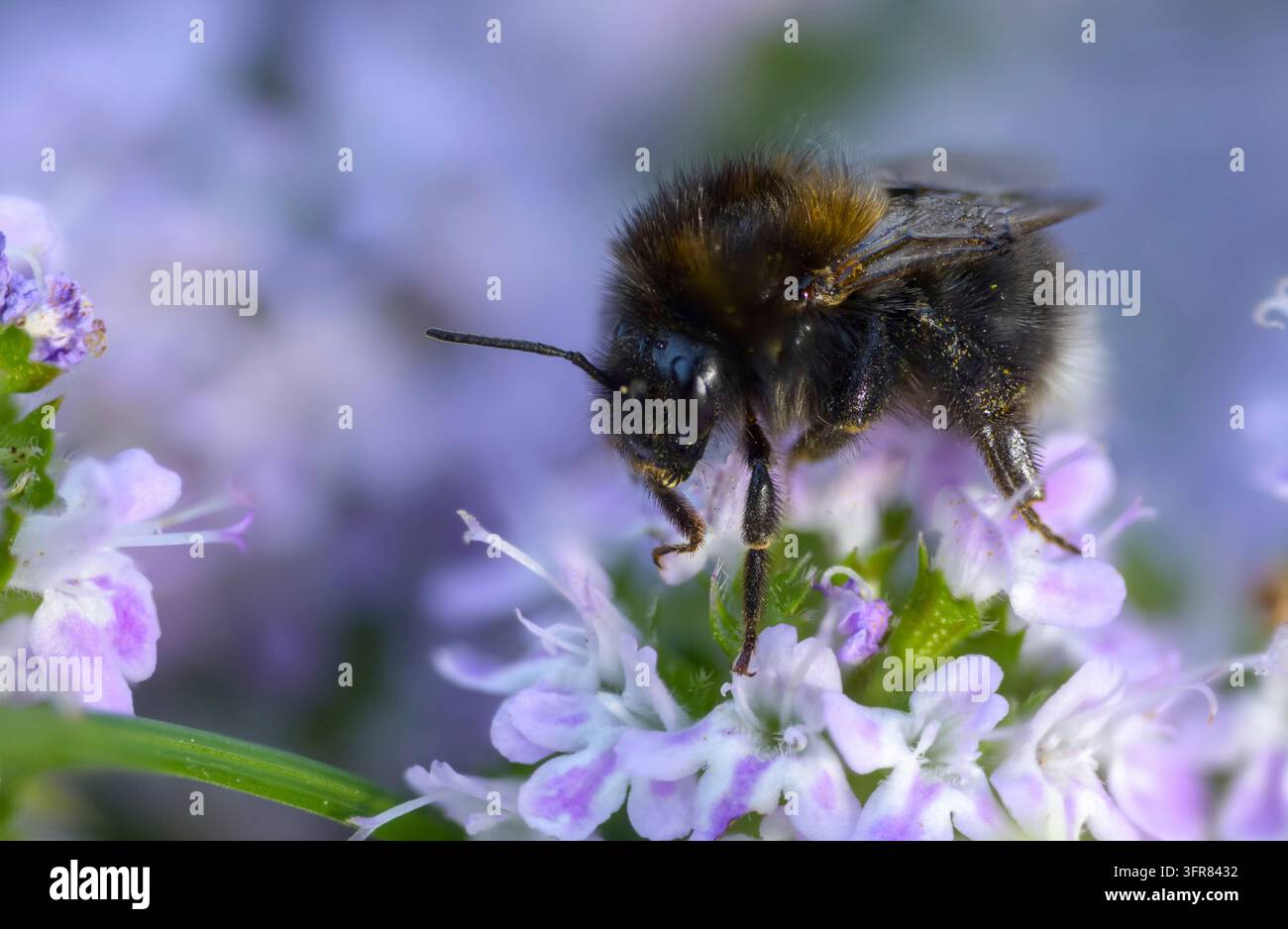 Apidae, bourdon arboricole, abeilles, Bombus hypnorum, hyménoptères, nouveau bourdon des jardins, bourdon arboricole, bourdon, insectes Banque D'Images