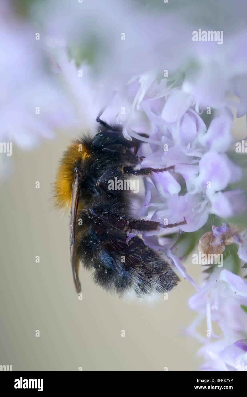 Apidae, bourdon arboricole, abeilles, bombus hypnorum, hyménoptères, nouveau bourdon des jardins, bourdon arboricole, grande taille, format portrait, bourdon, insectes Banque D'Images