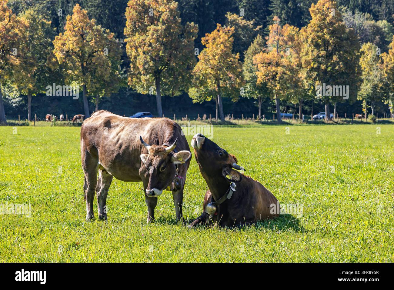 Pâturages de vaches dans une prairie près d'Alterschrofen, un quartier de Schwangau. Alterschrofen, Schwangau, Bavière, Allemagne Banque D'Images