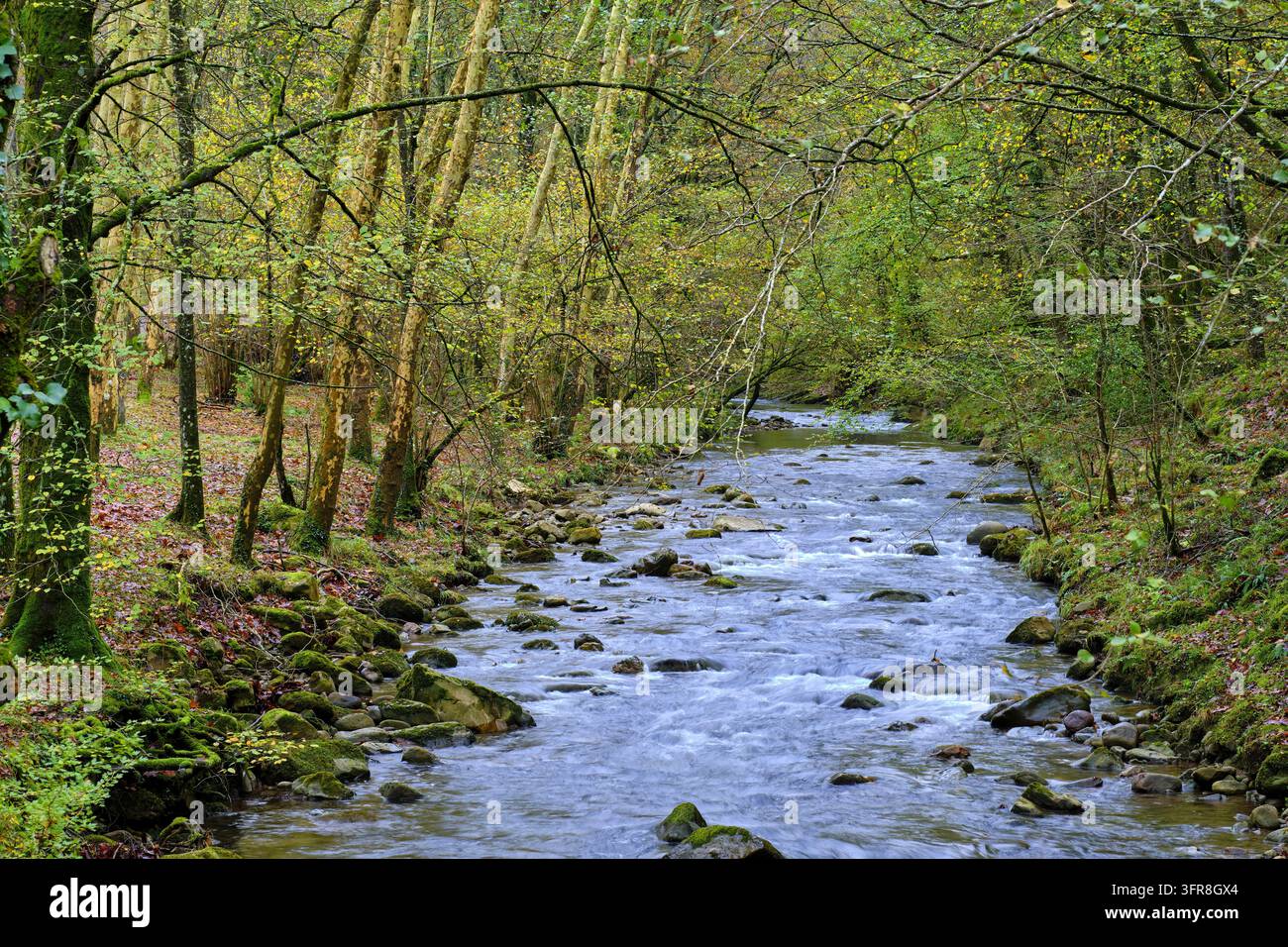 Une scène tranquille de la rivière Bayones traversant une forêt dense à Ucieda, dans la vallée de Cabuerniga, Cantabrie, Espagne Banque D'Images