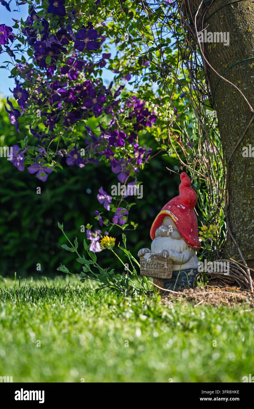 Petit nain de jardin en céramique tenant un panneau de bienvenue sous des vignes de clématite violettes grimpant à un arbre, posé sur une pelouse luxuriante. Scène extérieure lumineuse et fantaisiste con Banque D'Images