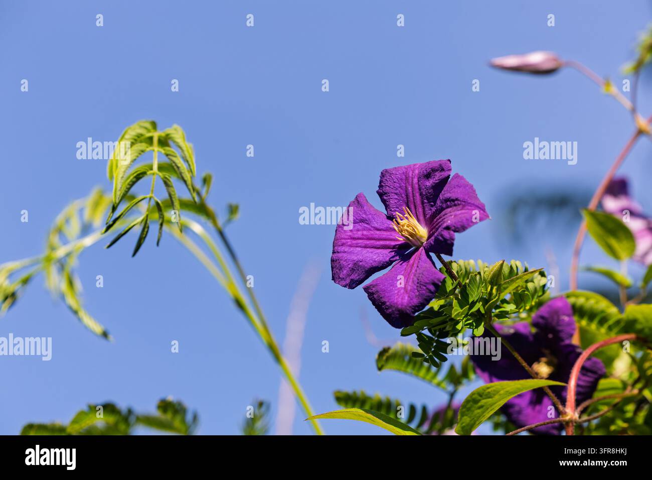 Une fleur de clématite violette éclatante s'épanouit sur une vigne verte contre un ciel bleu vif, évoquant la beauté du jardin d'été, les pétales délicats et la fraîcheur naturelle Banque D'Images