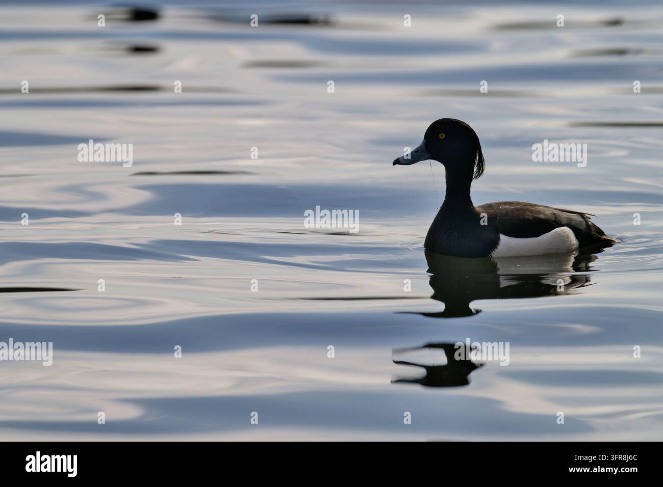 Canard à jugulaire mâle (Aythya fuligula) nageant avec une ligne de pêche abandonnée encore coincée dans son bec, sur un lac près de Hambourg, en Allemagne du Nord Banque D'Images