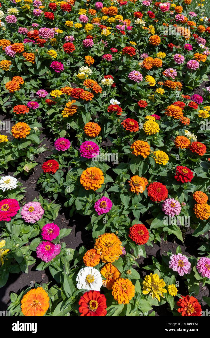 Parterre coloré rempli de zinnias en fleur dans les teintes rouge, orange, jaune, rose et blanc, Erevan, Erevan, Arménie Banque D'Images