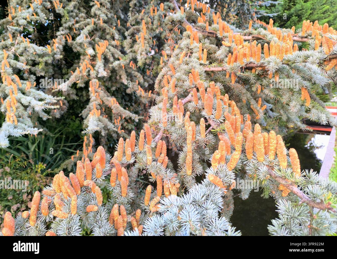 Beaux cônes masculins de couleur orange d'un cèdre de l'Atlas bleu, Cedrus Atlantica glauca. Banque D'Images
