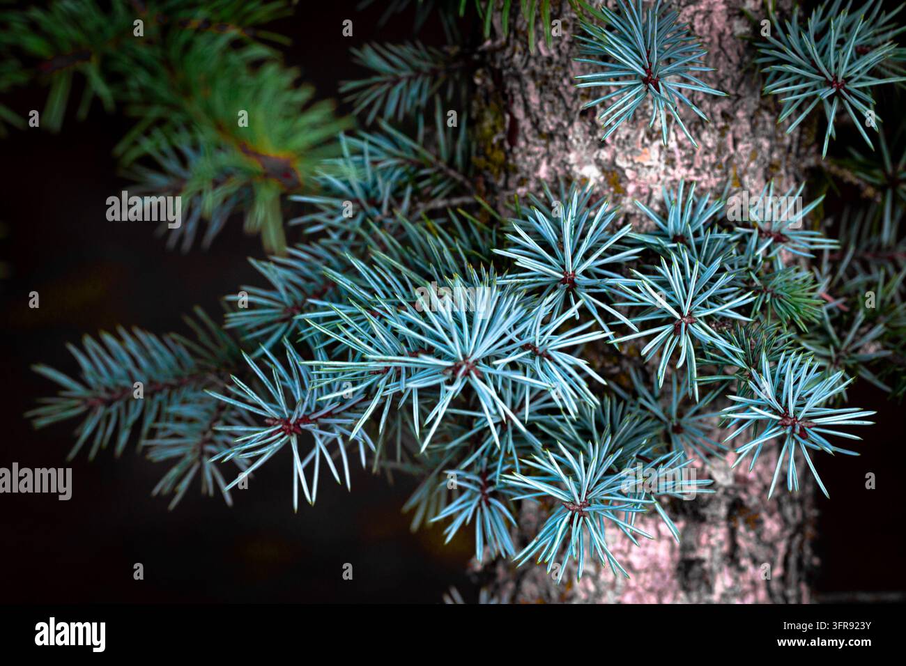 Aiguilles bleues poussant sur le tronc d'une épicéa bleu, Picea pungens glauca. Banque D'Images