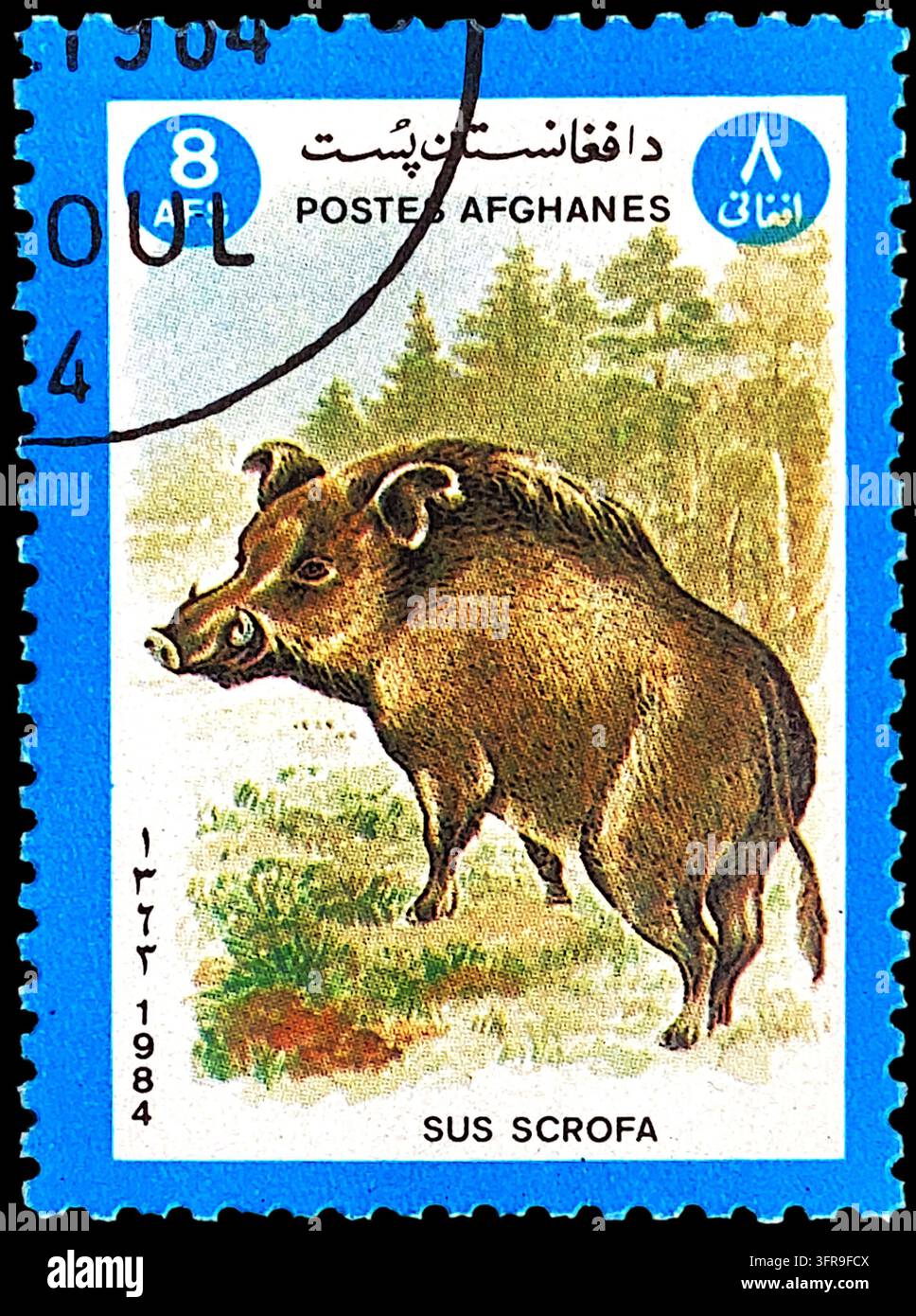 Timbre postal de l'Afghanistan de 1984 représentant un sanglier Sus Scrofa, valeur faciale de 8 afghans, utilisé avec cachet de Kaboul Banque D'Images