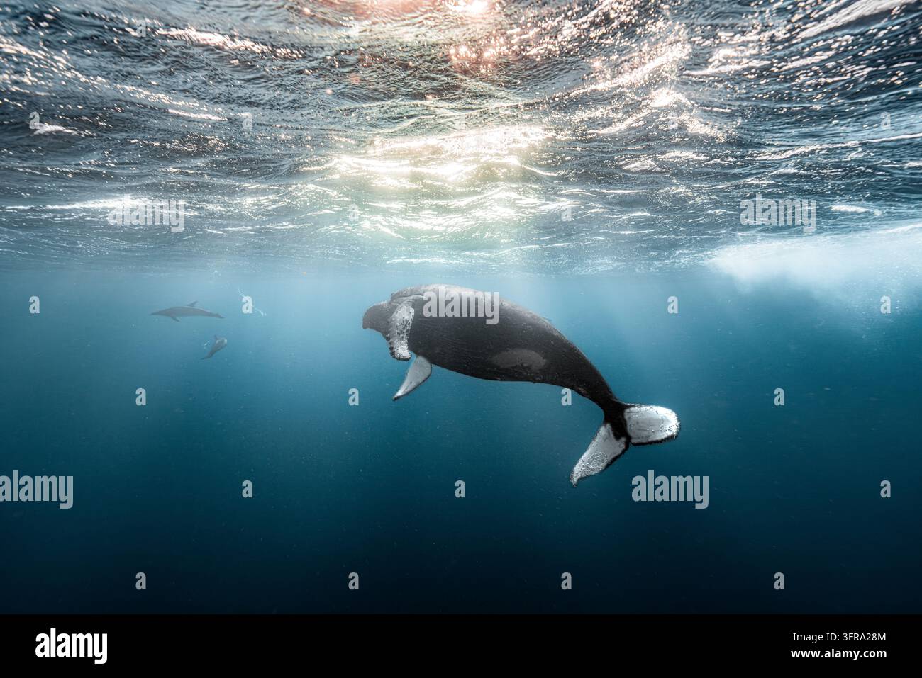 Baleine à bosse plongeant sous des vagues baignées de soleil avec des dauphins passant derrière Banque D'Images