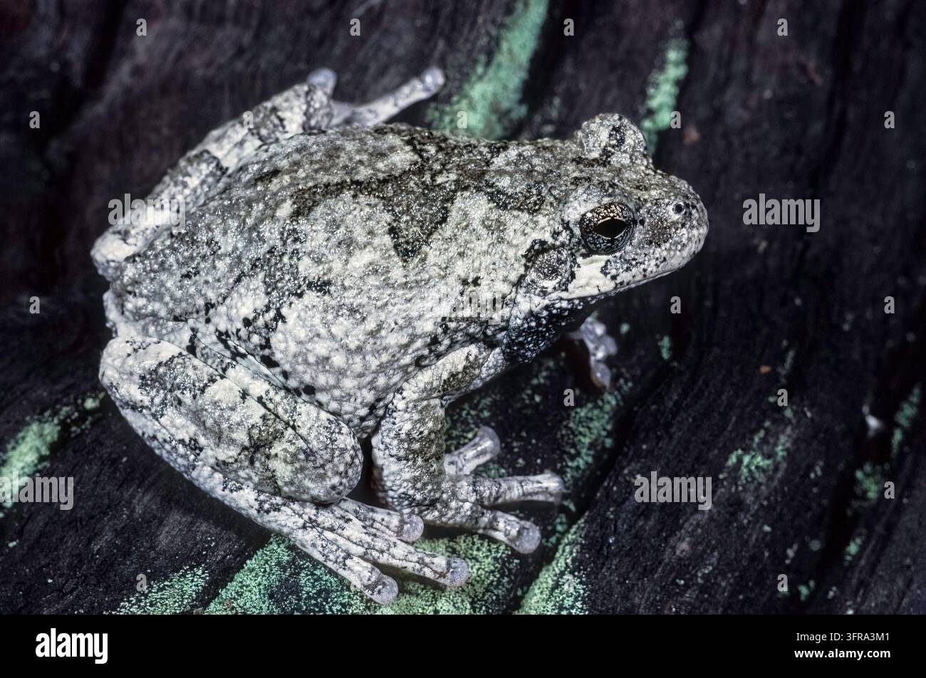 La rainette versicolore (Hyla versicolor) Banque D'Images