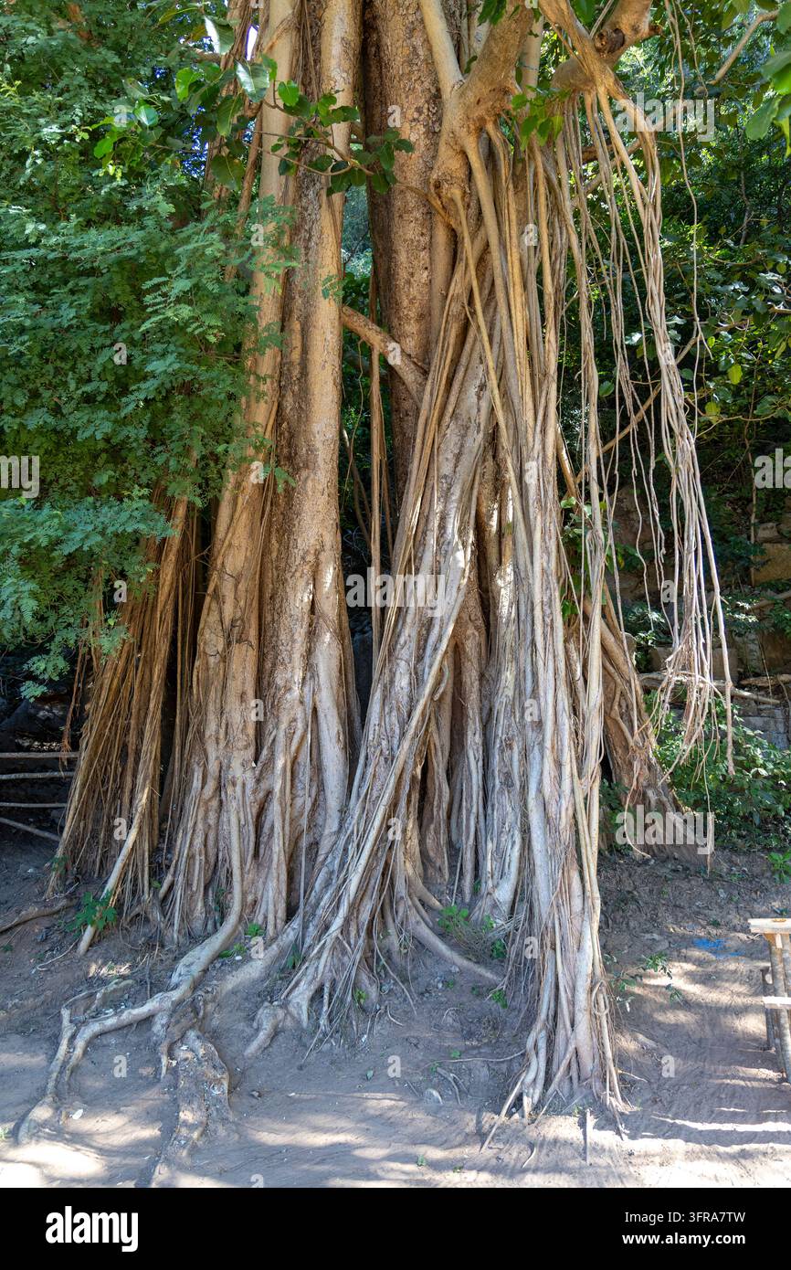 Les racines aériennes d'un grand banian pendent au milieu de la forêt environnante, Menabe, Tsiribihina, Madagascar Banque D'Images