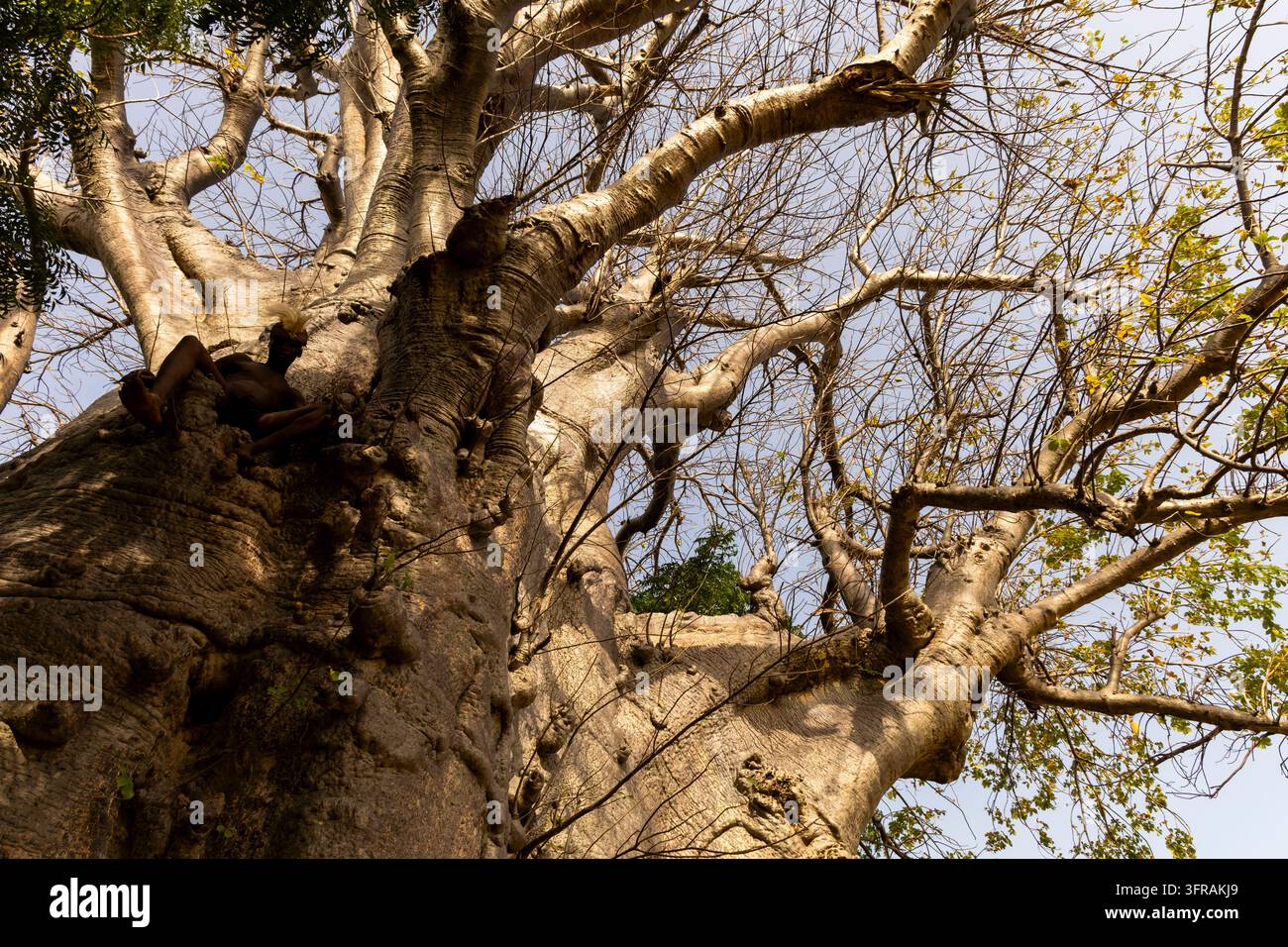 Homme de la tribu Tamberma reposant à l'intérieur d'une cavité à la base d'un baobab géant, Koutammakou, Tamberma, Togo Banque D'Images