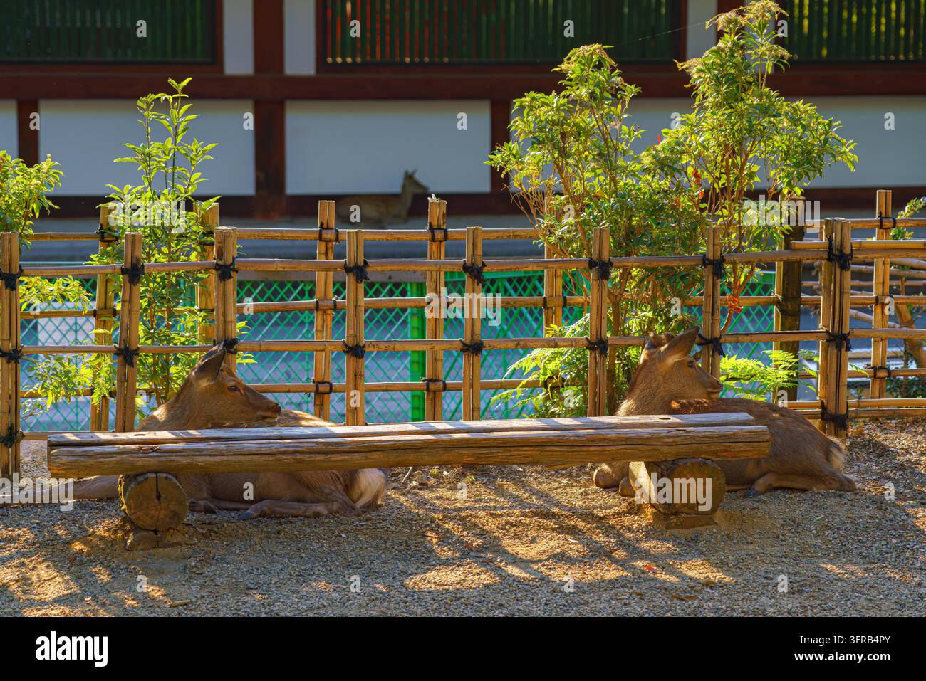 Nara, Japon – 26 sep. 2024, vue panoramique de deux cerfs des bois reposant derrière un banc, avec un bâtiment en arrière-plan, au parc de Nara, en journée, sans personnes, Nara, Japon Banque D'Images