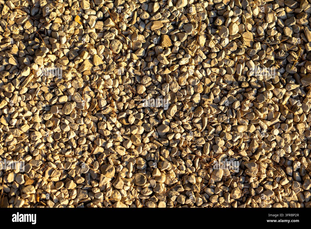Texture naturelle de gravier composée de petites pierres beiges et grises dispersées sur le sol sous une lumière chaude, fond rocheux détaillé avec des cailloux irréguliers Banque D'Images