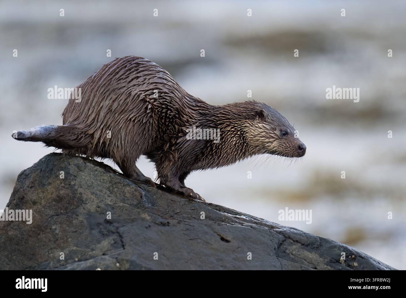 Loutre européenne (Lutra lutra) au bord d'un loch orageux sur l'île de Mull Banque D'Images